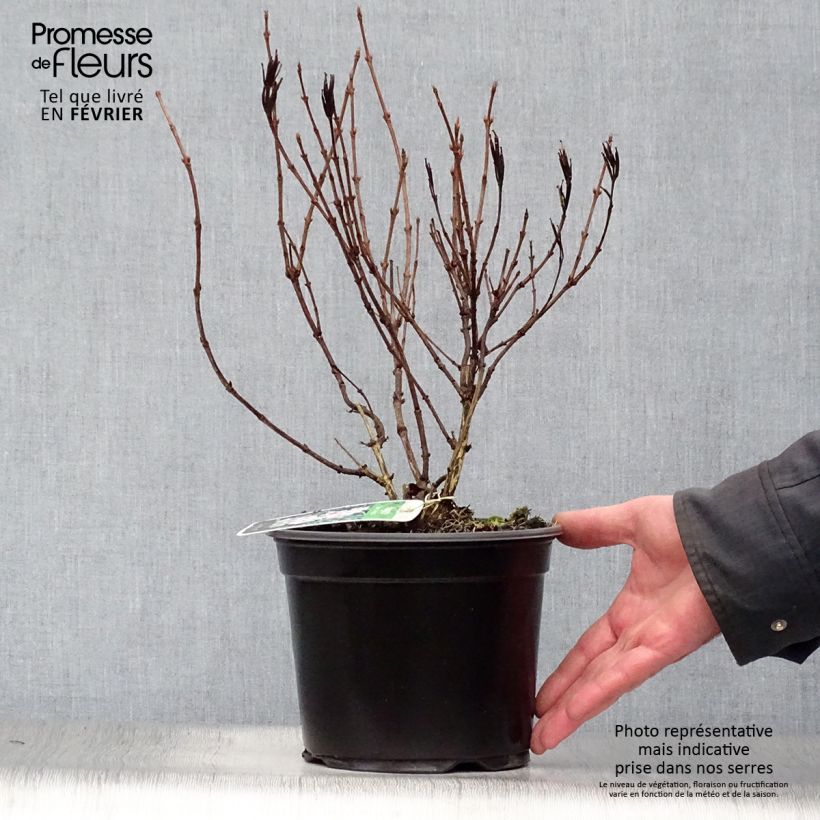 Weigelia Nana Variegata Vaso da 2L/3L esemplare consegnato in inverno
