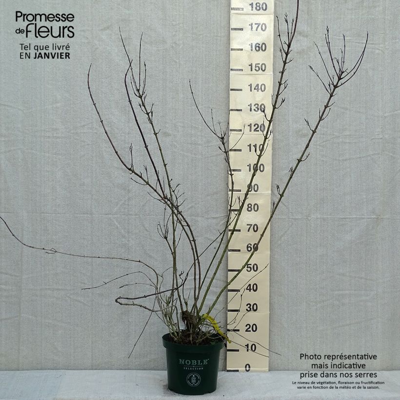 Weigelia Polka Vaso da 7,5L/10L esemplare consegnato in inverno