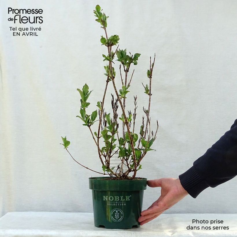 Weigelia Polka Vaso da 2L/3L esemplare consegnato in primavera