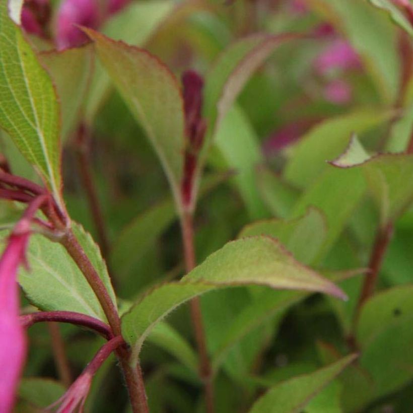 Weigelia Princess Ayla (Fogliame)
