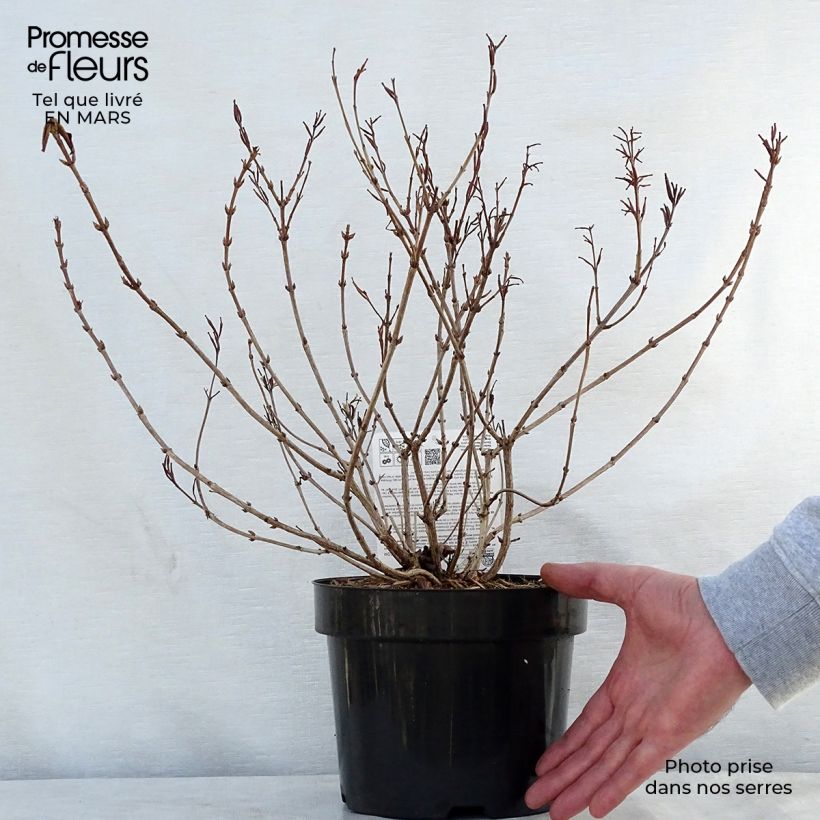 Weigelia Princess Ayla Vaso da 3L/4L esemplare consegnato in primavera