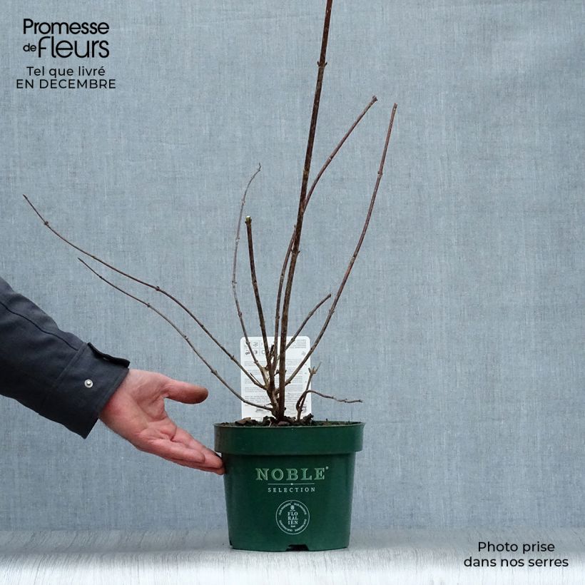 Weigelia Polka Vaso da 2L/3L esemplare consegnato in inverno