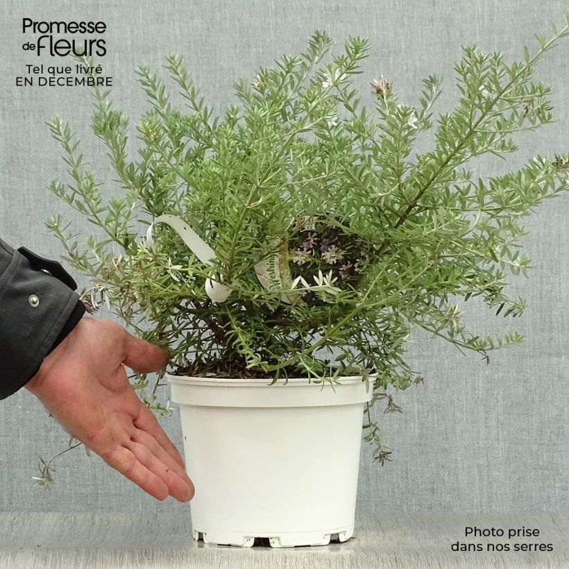 Westringia fruticosa White - Falso rosmarino Vaso da 2L/3L esemplare consegnato in inverno