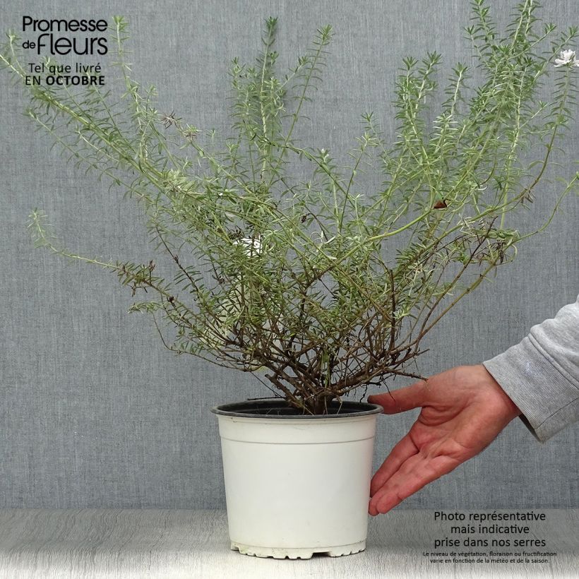 Esemplare di Westringia fruticosa White - Falso rosmarino Vaso da 2L/3L come consegnato in autunno