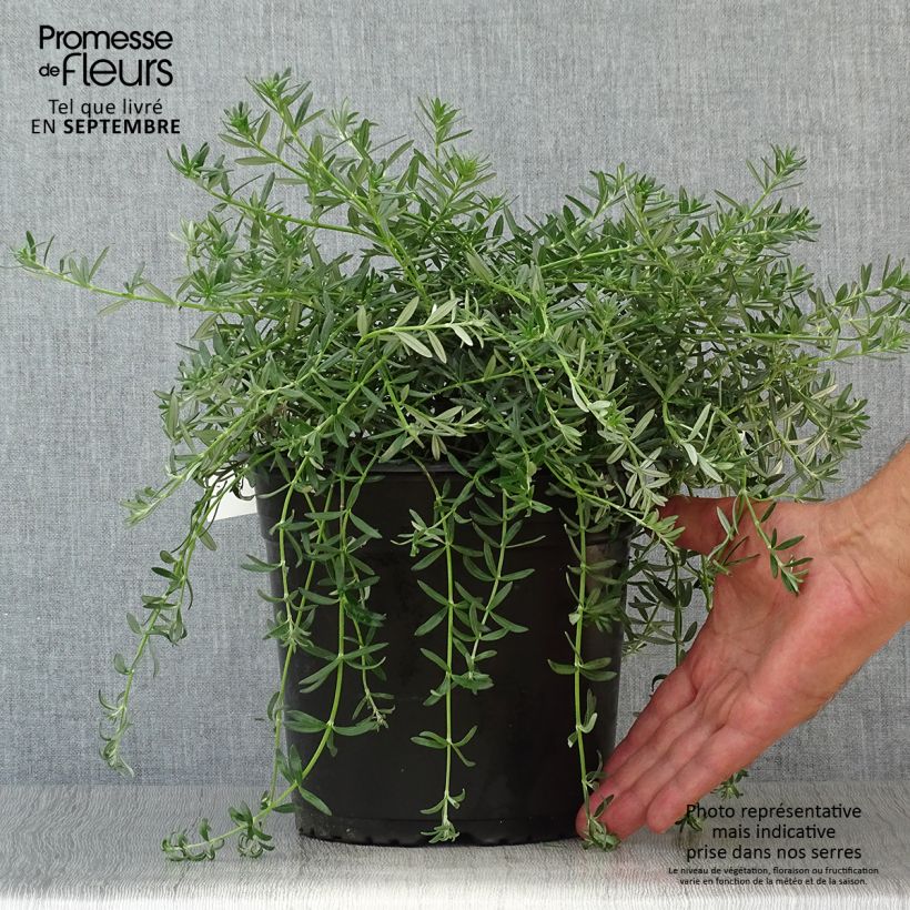 Esemplare di Westringia fruticosa Mundi - Falso rosmarino Vaso da 3L/4L come consegnato in autunno