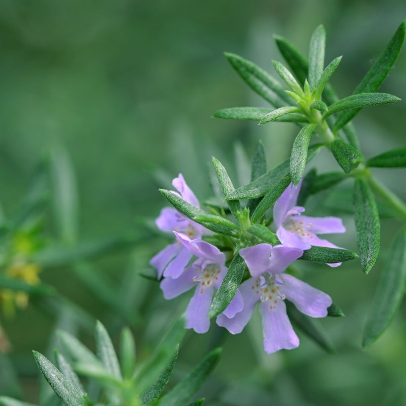 Westringia glabra (Fogliame)