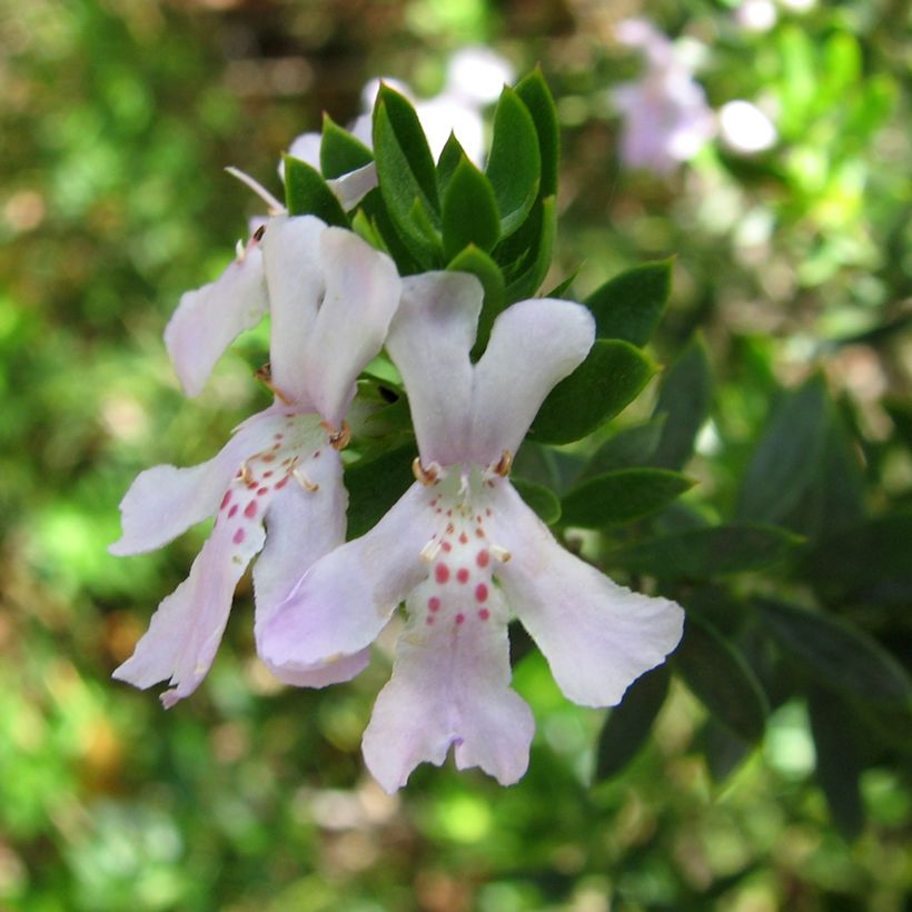 Westringia glabra (Fioritura)