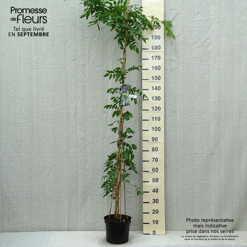 Esemplare di Wisteria floribunda Shiro-noda - Glicine Vaso da 4L/5L come consegnato in autunno