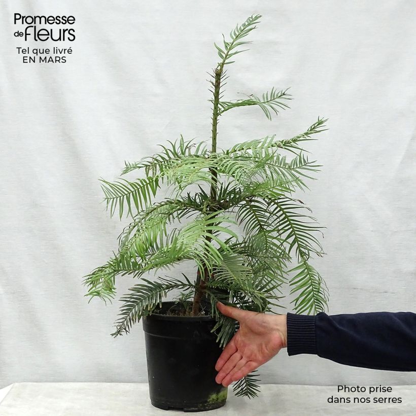 Wollemia nobilis - Wollemi Pine Vaso da 6L/7L esemplare consegnato in primavera