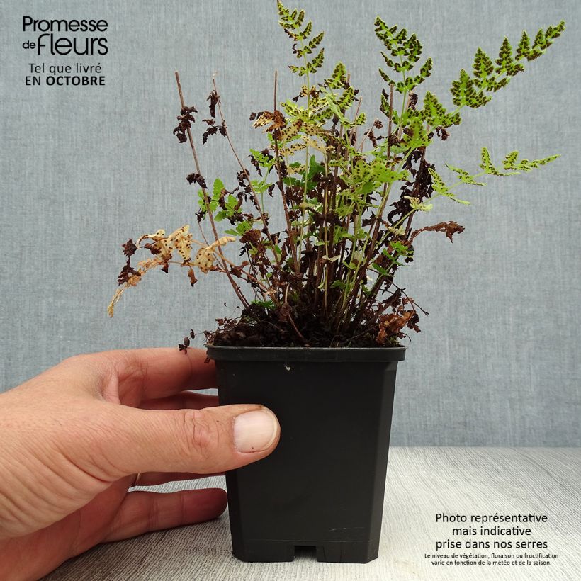 Esemplare di Woodsia obtusa Vasetto da 8/9 cm come consegnato in autunno