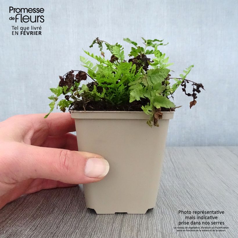 Woodsia obtusa Vasetto da 8/9 cm esemplare consegnato in inverno