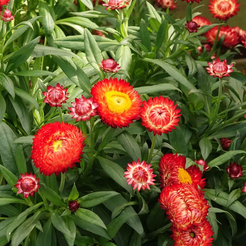 Xerochrysum bracteatum Granvia Red Flame (Fioritura)