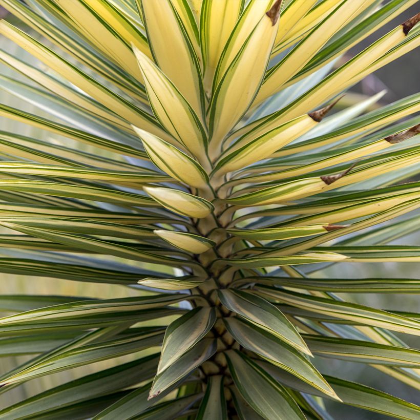 Yucca aloifolia variegata (Fogliame)