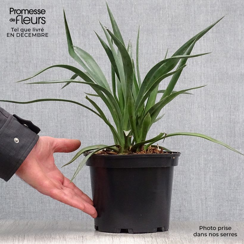 Yucca aloifolia Vaso da 2L/3L esemplare consegnato in inverno