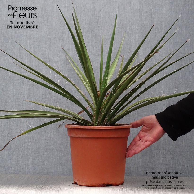 Esemplare di Yucca baccata Vaso da 7,5L/10L come consegnato in autunno