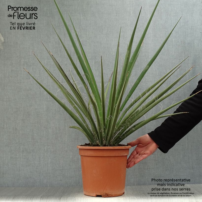 Yucca baccata Vaso da 7,5L/10L esemplare consegnato in inverno