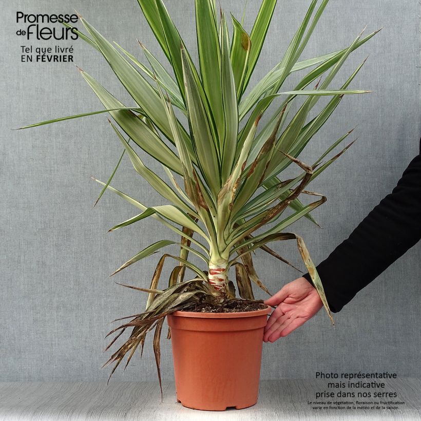 Yucca elephantipes Jewel Vaso da 7,5L/10L esemplare consegnato in inverno