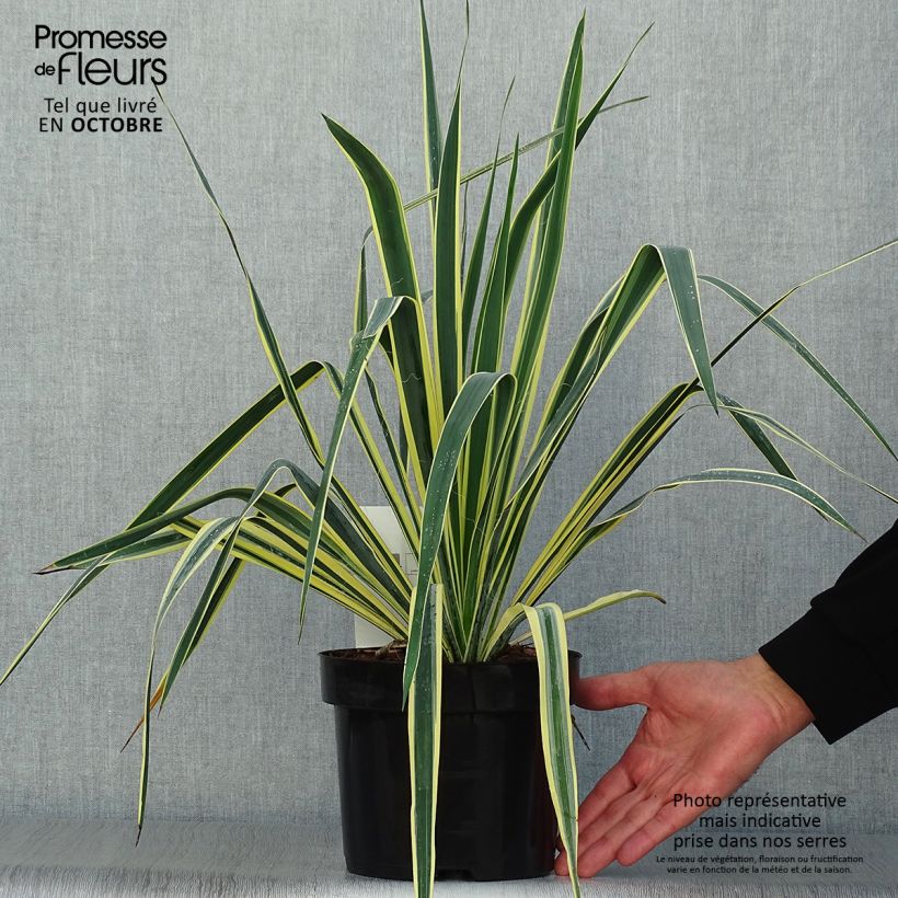Esemplare di Yucca filamentosa Bright Edge Vaso da 2L/3L come consegnato in autunno