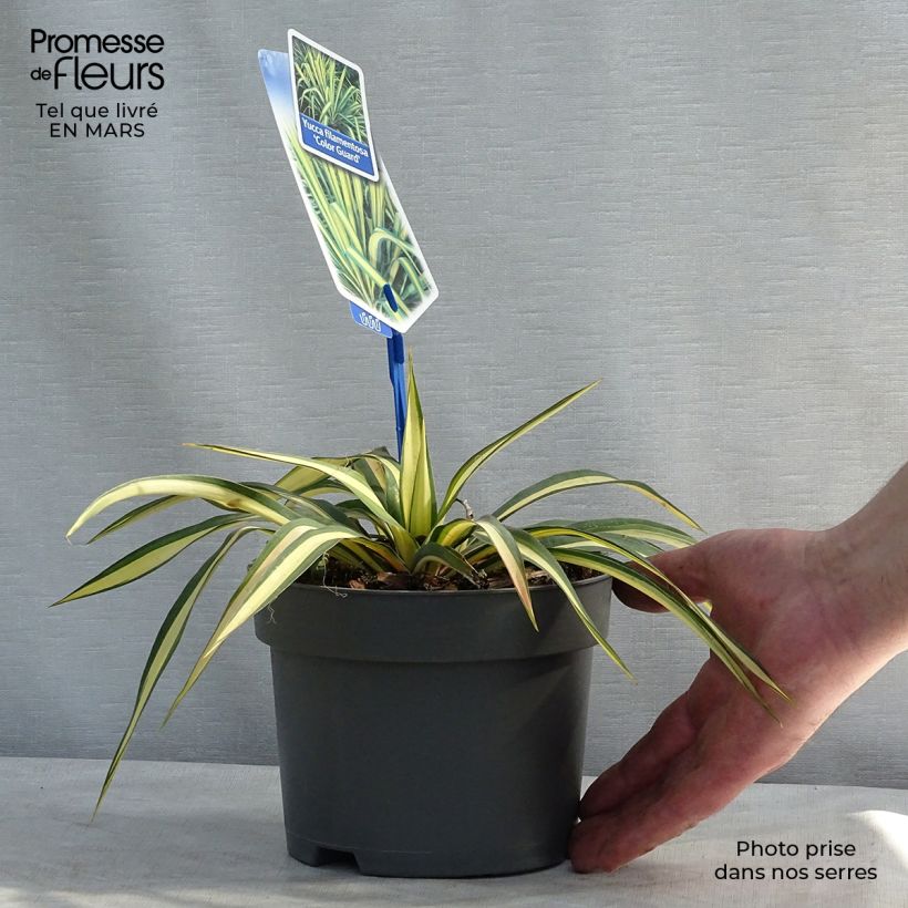 Yucca filamentosa Colour Guard Vaso da 2L/3L esemplare consegnato in inverno