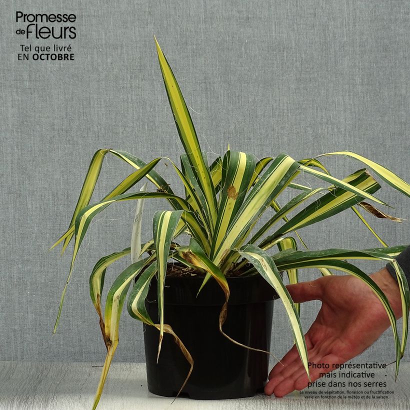 Esemplare di Yucca filamentosa Colour Guard Vaso da 2L/3L come consegnato in autunno