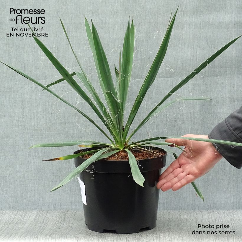 Esemplare di Yucca filamentosa Vaso da 6L/7L come consegnato in autunno