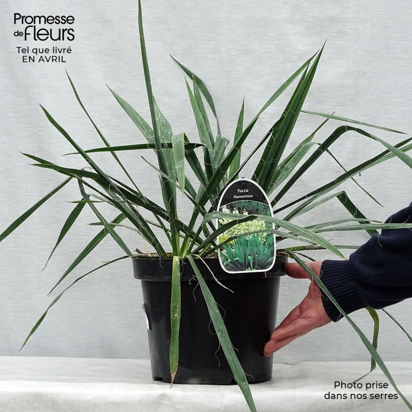 Yucca filamentosa Vaso da 6L/7L esemplare consegnato in primavera