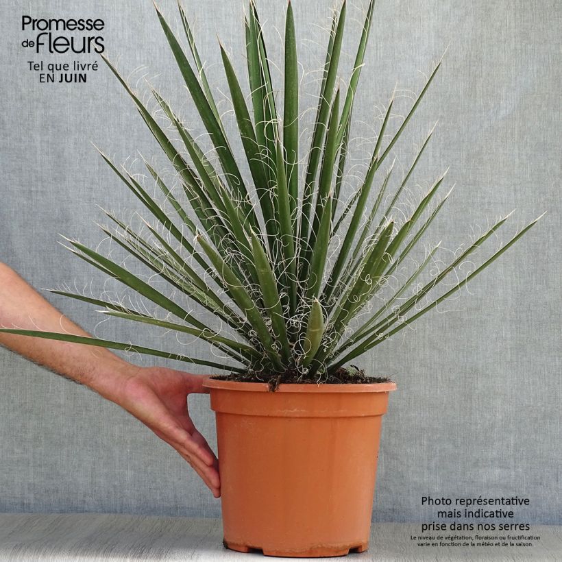 Esemplare di Yucca filifera Vaso da 7,5L/10L consegnato in estate