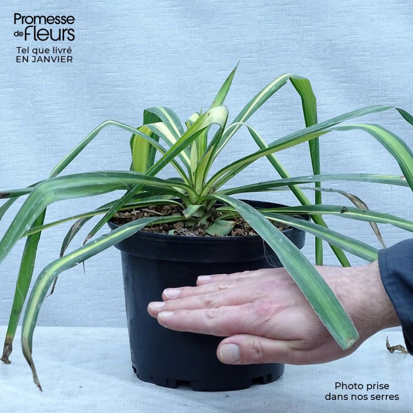 Yucca flaccida Golden Sword Vaso da 2L/3L esemplare consegnato in inverno