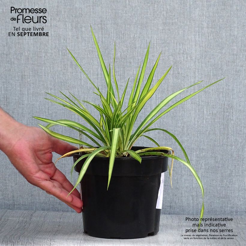 Esemplare di Yucca flaccida Golden Sword Vaso da 2L/3L consegnato in estate
