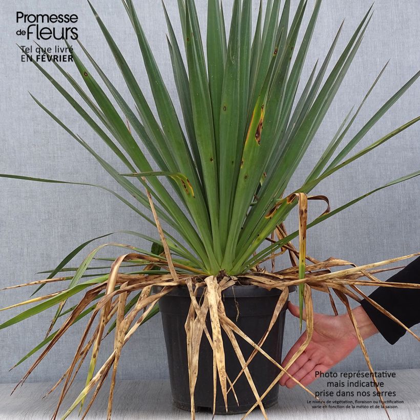 Yucca gloriosa Vaso da 7,5L/10L esemplare consegnato in inverno