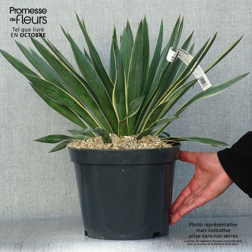 Esemplare di Yucca gloriosa Variegata Vaso da 4L/5L come consegnato in autunno