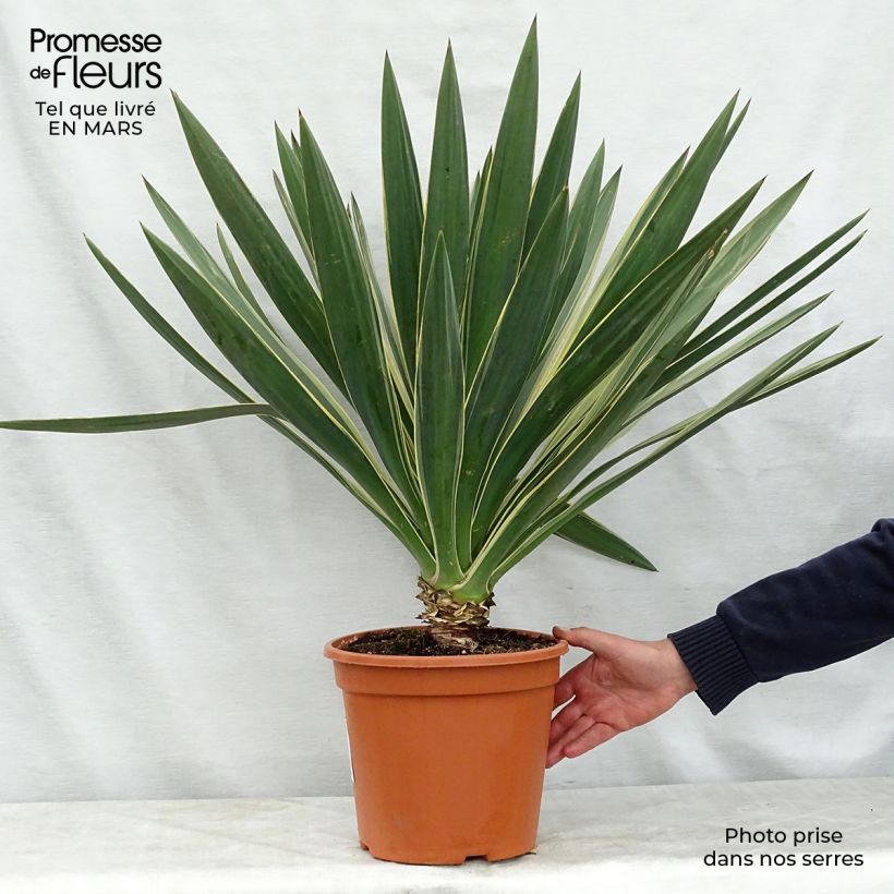 Yucca gloriosa Variegata Vaso da 4L/5L esemplare consegnato in primavera