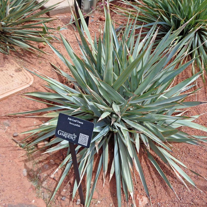 Yucca pallida (Fogliame)