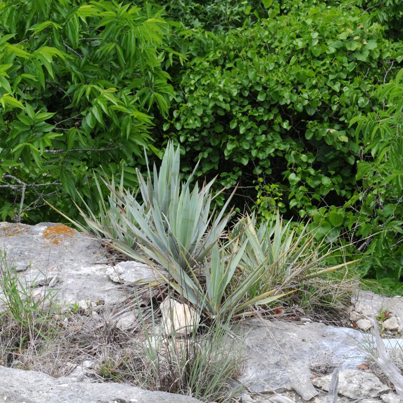 Yucca pallida (Porto)