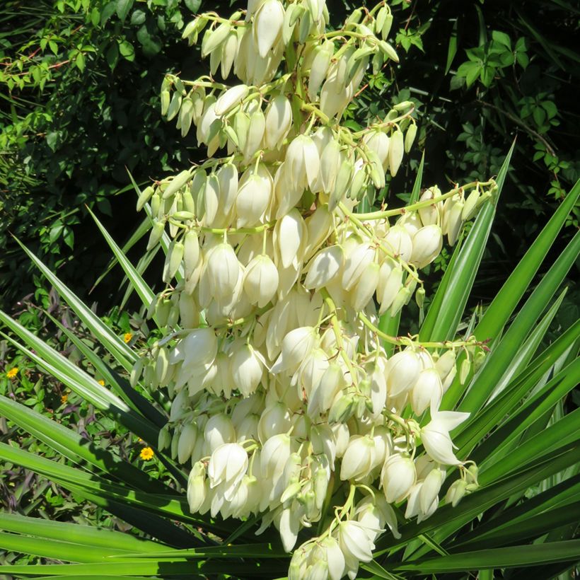 Yucca pallida (Fioritura)