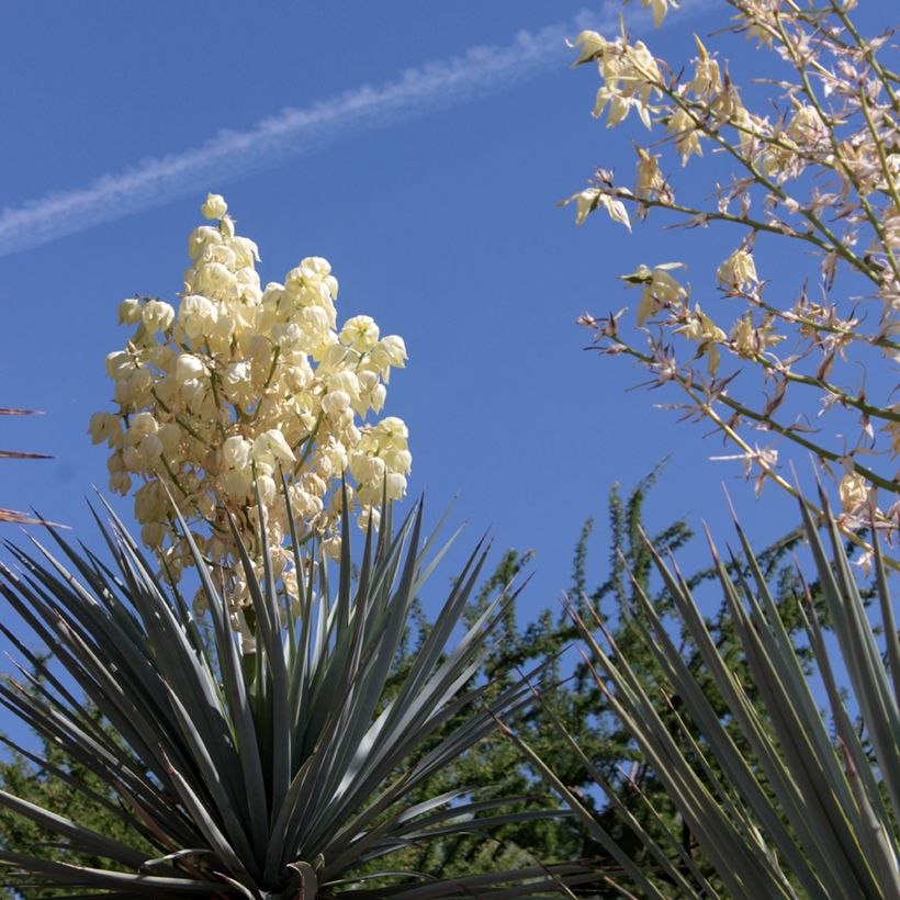 Yucca rigida Blue Sentry (Fioritura)