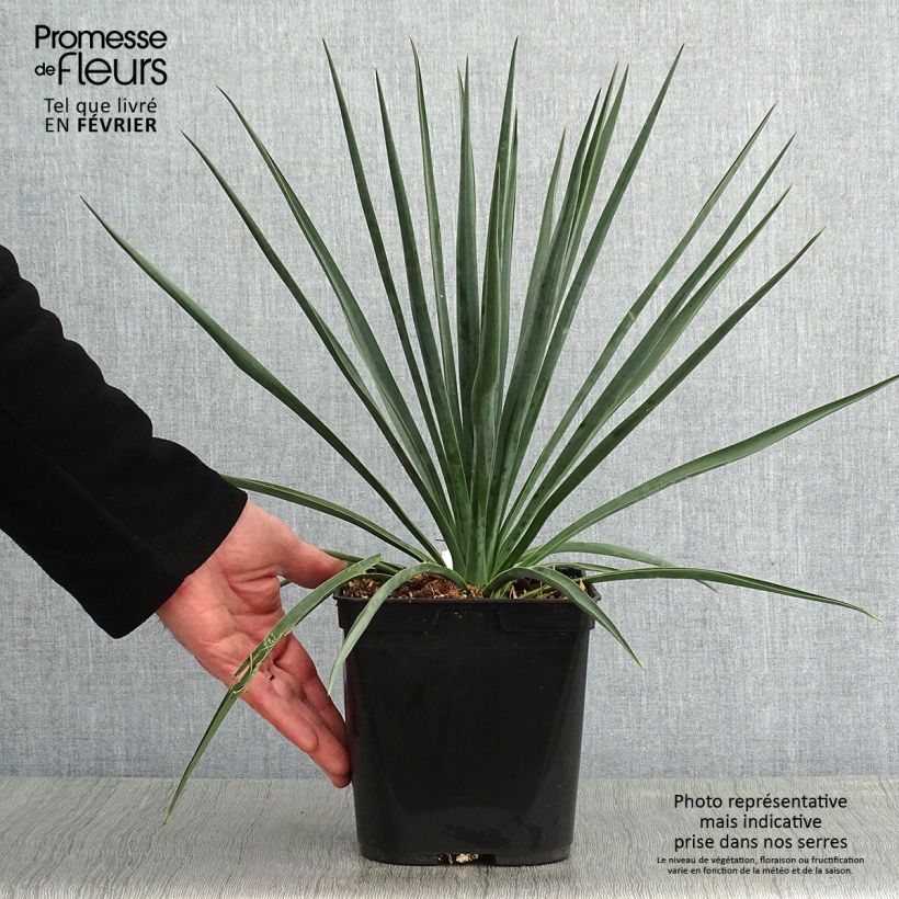 Yucca rigida Blue Sentry Vaso da 3L/4L esemplare consegnato in inverno