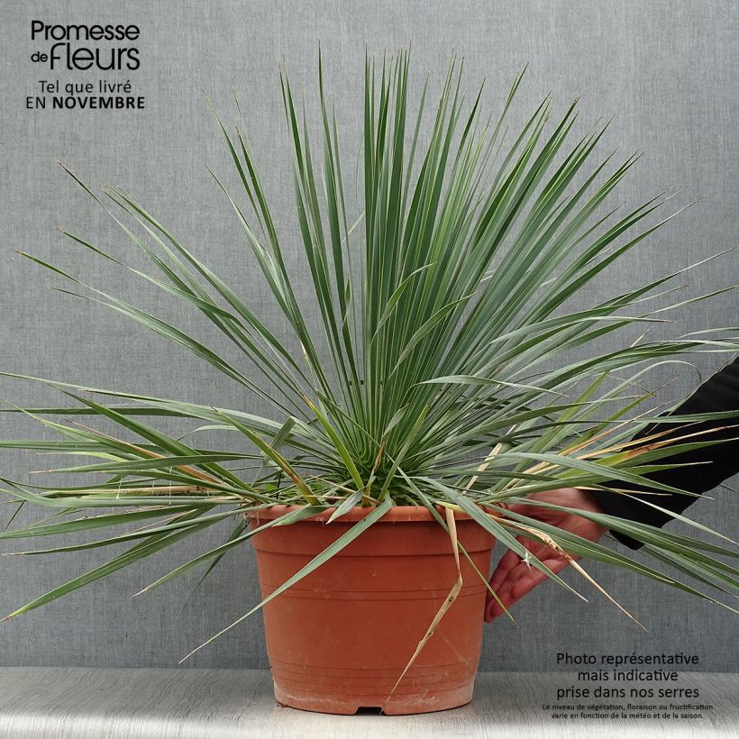 Esemplare di Yucca rostrata Vaso da 12L/15L come consegnato in autunno