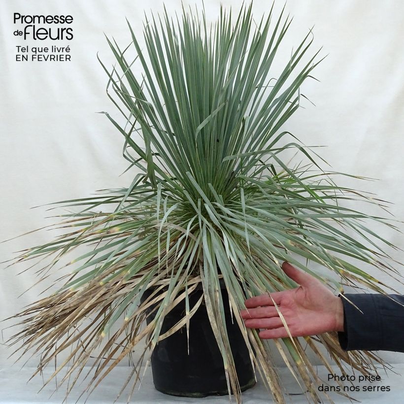 Yucca rostrata Vaso da 12L/15L esemplare consegnato in inverno