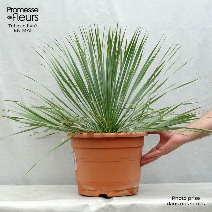 Yucca rostrata Vaso da 12L/15L esemplare consegnato in primavera