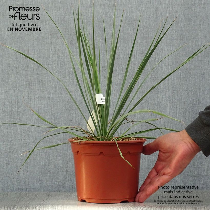 Esemplare di Yucca rostrata Vaso da 2L/3L come consegnato in autunno