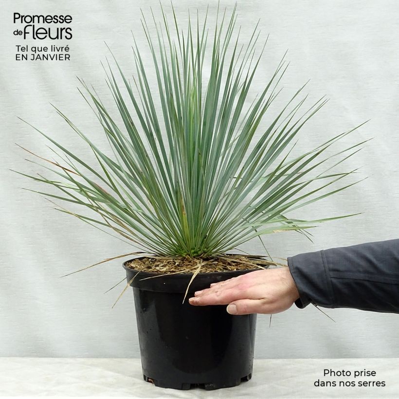 Yucca rostrata Vaso da 3L/4L esemplare consegnato in inverno