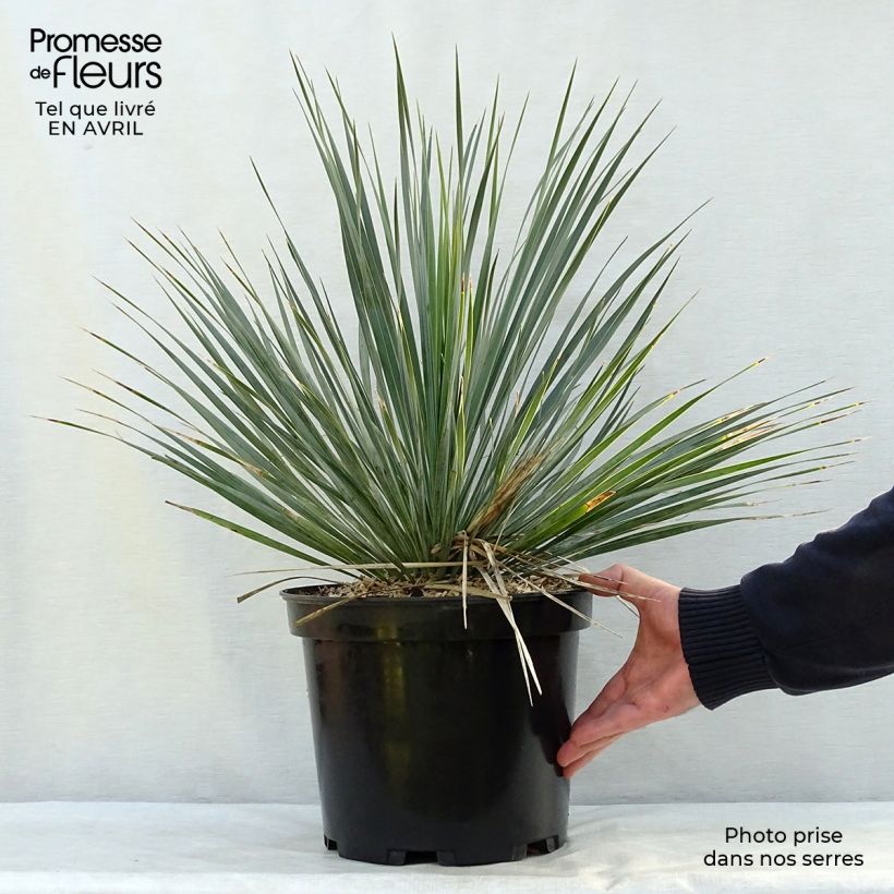 Yucca rostrata Vaso da 3L/4L esemplare consegnato in primavera