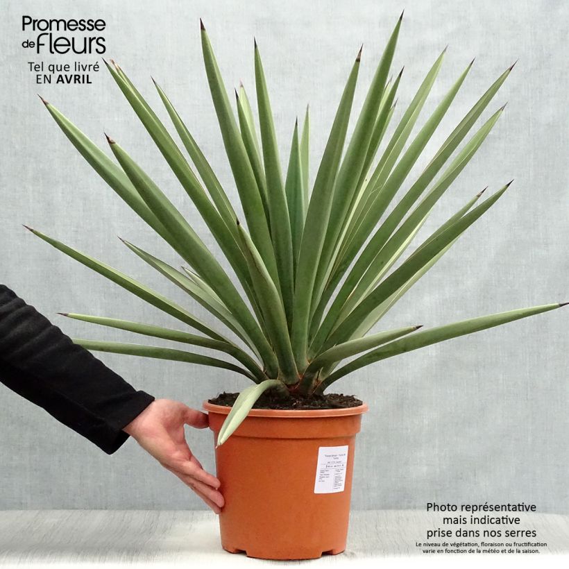 Yucca torreyi Vaso da 7,5L/10L esemplare consegnato in primavera