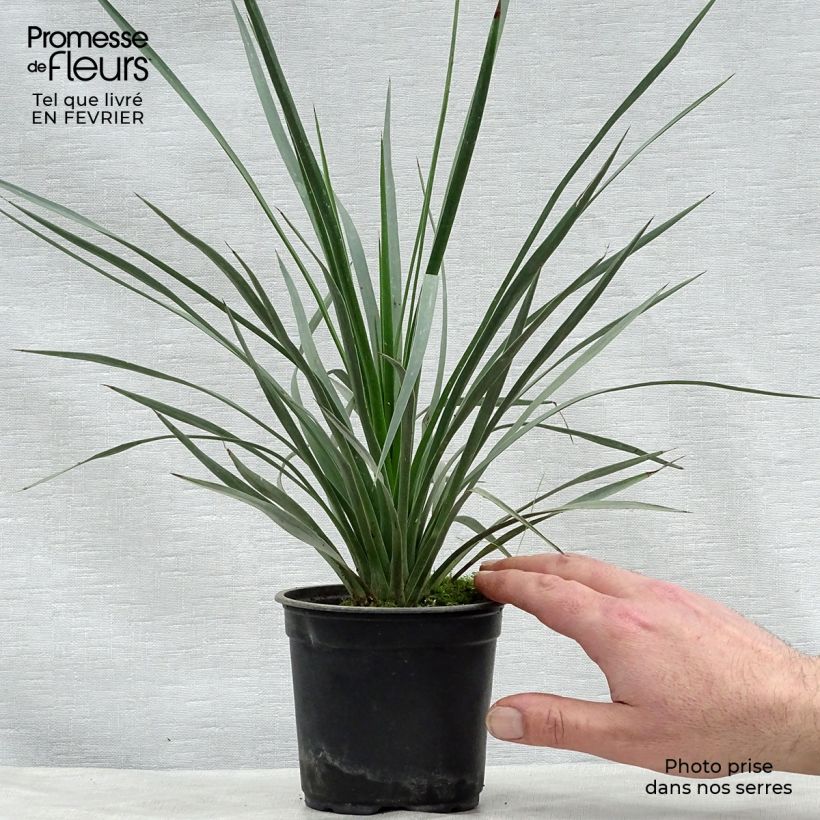 Yucca whipplei Vaso da Ø 12 cm / 13 cm esemplare consegnato in inverno