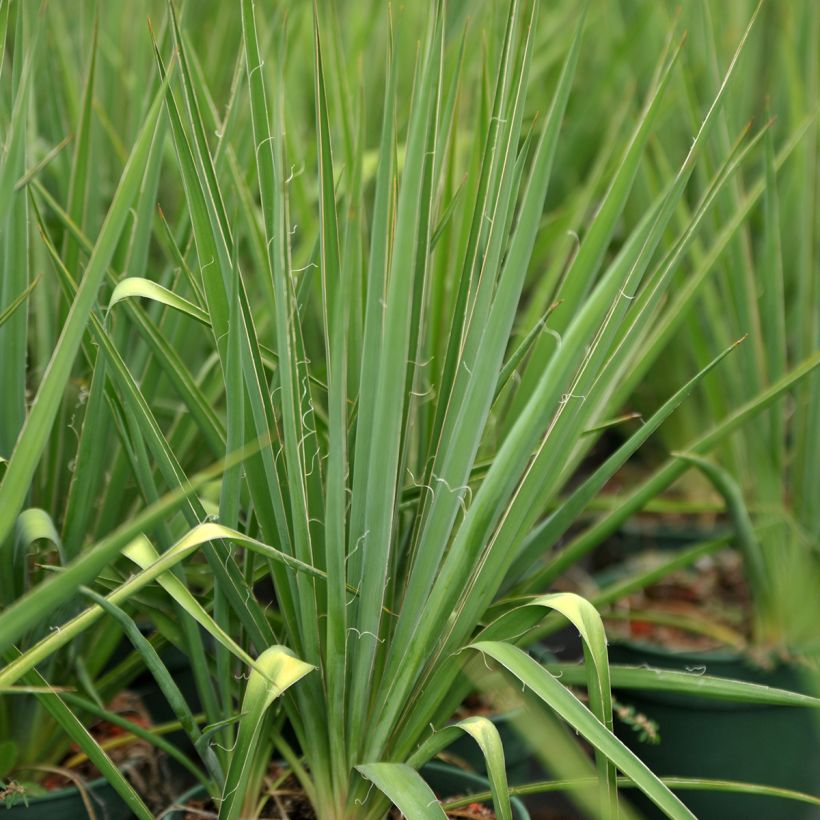 Yucca filamentosa (Fogliame)