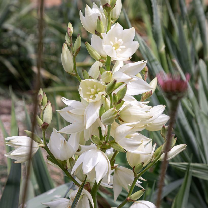 Yucca filamentosa (Fioritura)