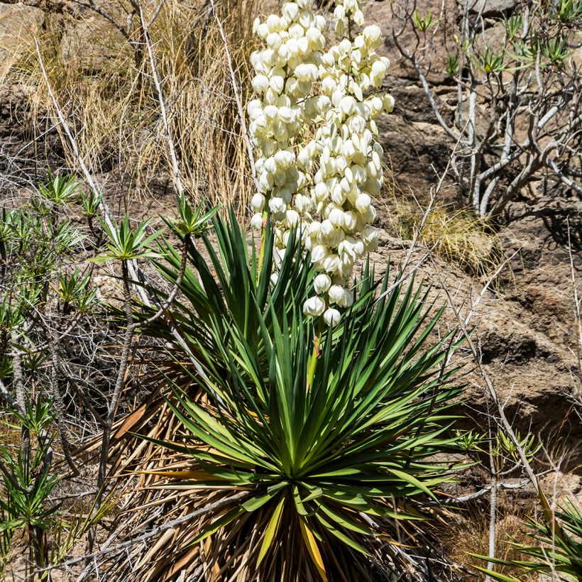 Yucca filamentosa (Porto)