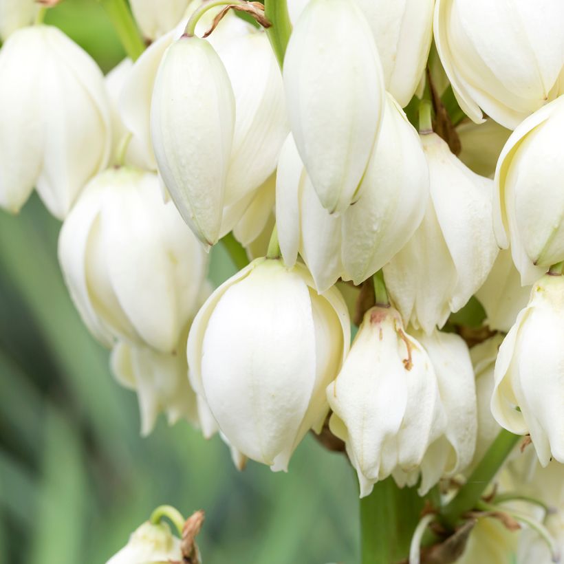 Yucca gloriosa (Fioritura)