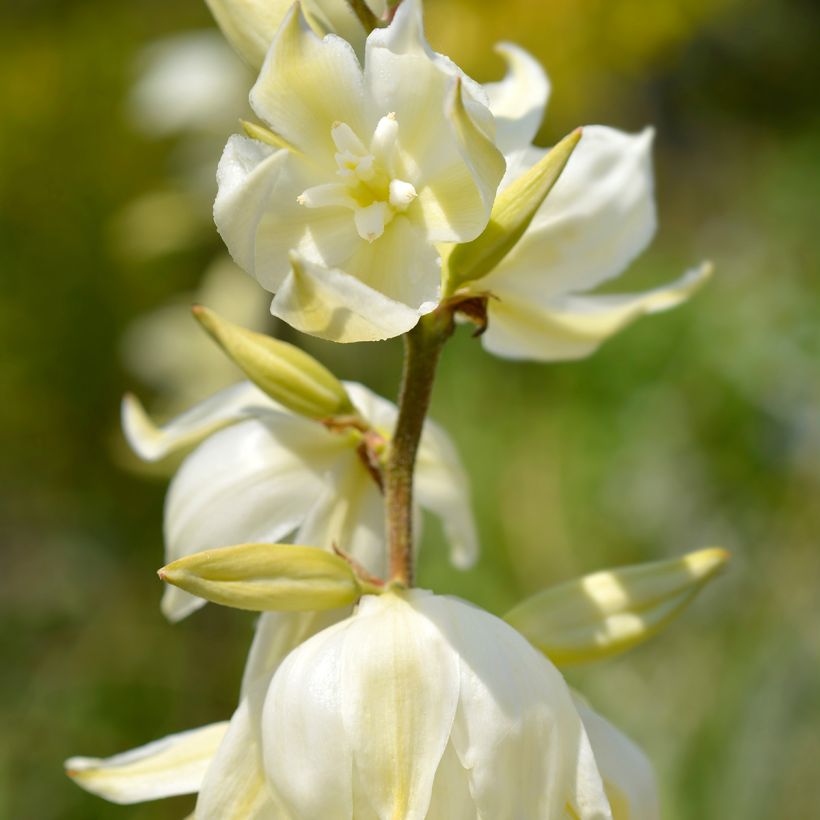 Yucca gloriosa Variegata (Fioritura)